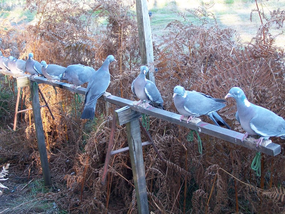 Chasseurs palombiere3
