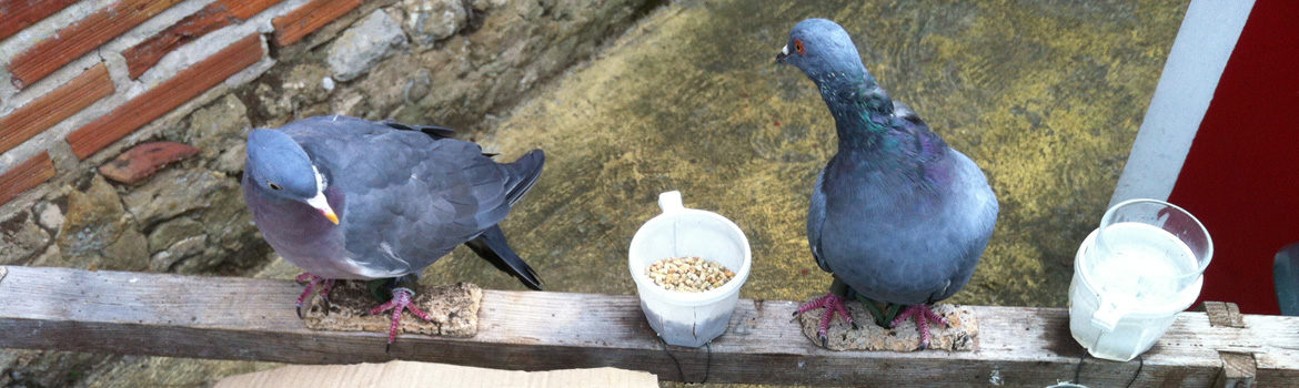 Palombes