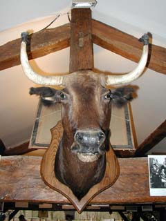 Vache landaise